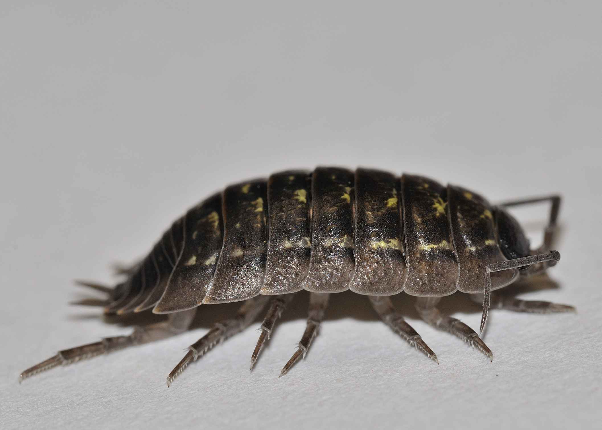 Porcellionidae - Porcellio pumicatus